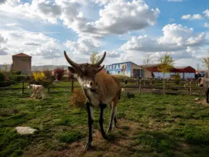 Un Safari por la Sabana Turoliense