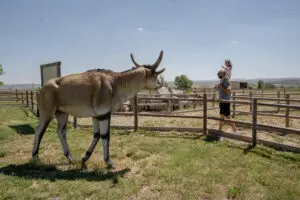 Safari por la Sabana Turoliense