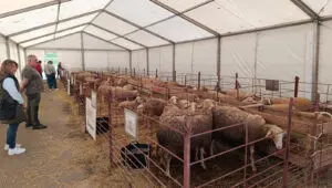 Feria Agrícola y Ganadera San Isidro