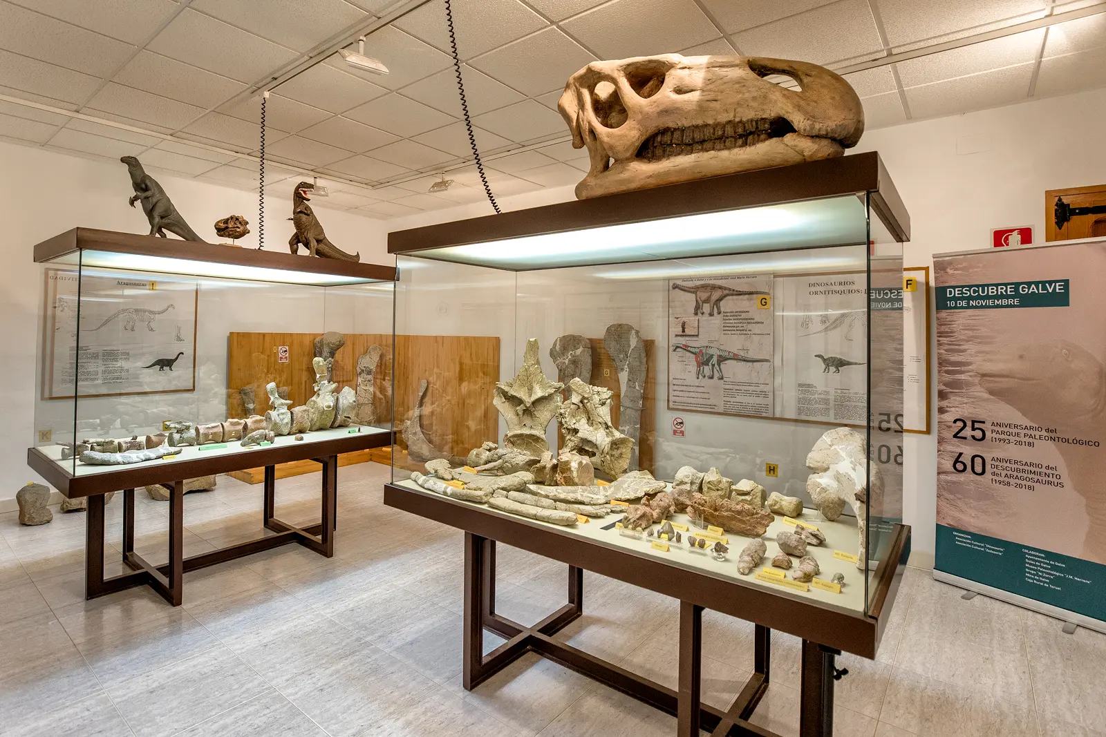 1 Museo Paleontologico de Galve José María Herrero