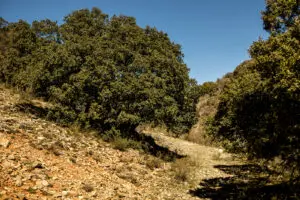 3. Sendero Alto de la Serretilla Barranco de Mascarón (Argente)