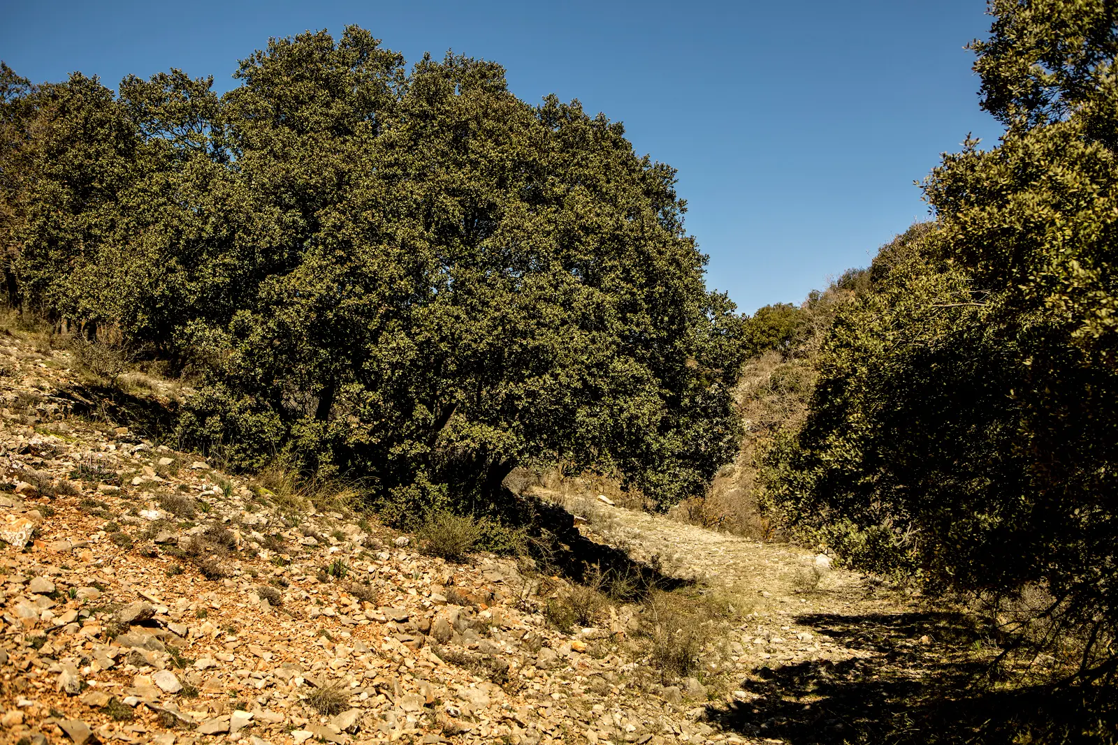1 3. Sendero Alto de la Serretilla Barranco de Mascarón (Argente)